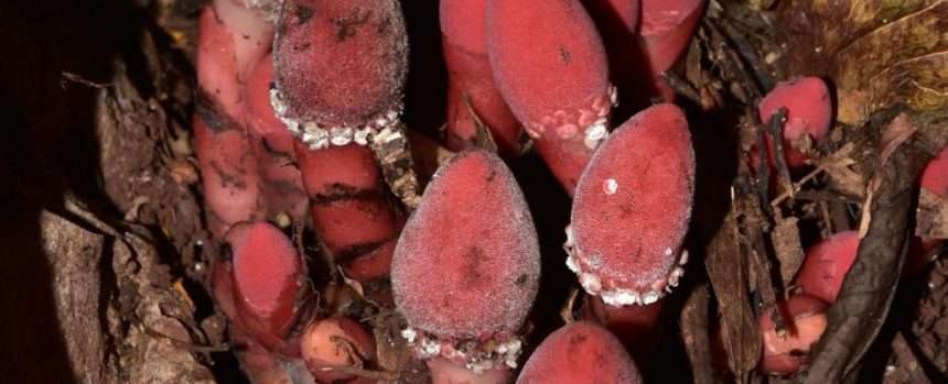 Strange Fleshy Plant Parasite Has One Of The Strangest Genomes