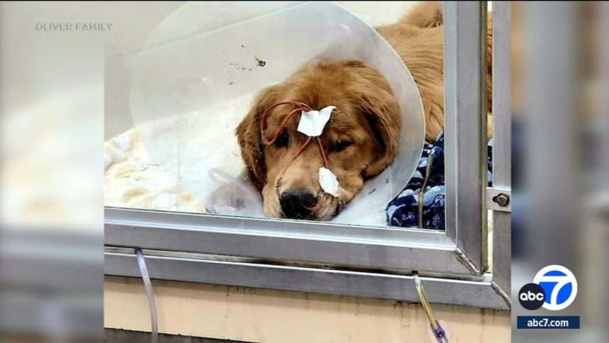 A Southern California Couple Speaks Out After Their Dog Survived