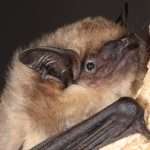 Bats Discovered To Have Sex In A Similar Way To
