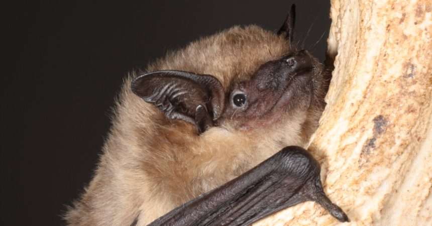 Bats Discovered To Have Sex In A Similar Way To