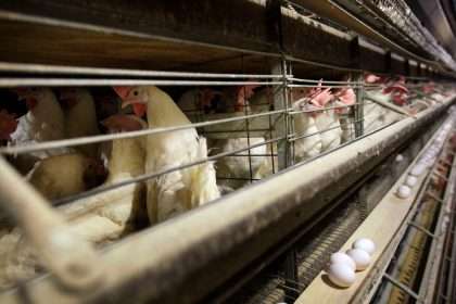 Bird Flu News: 1.3 Million Chickens Culled On Ohio Egg