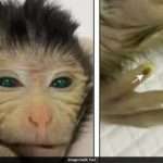 Chinese Scientists Create First Ever Monkey With Green Eyes And Glowing