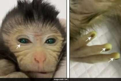 Chinese Scientists Create First Ever Monkey With Green Eyes And Glowing