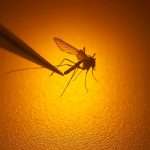 Fda Approves First Vaccine Against Mosquito Borne Virus Chikungunya