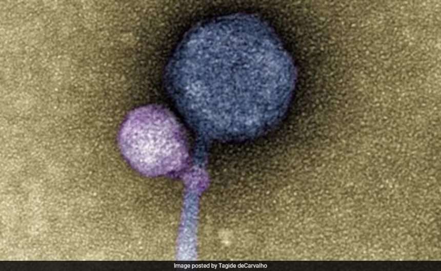 In Shocking Discovery, Scientists Discover Viruses That Reproduce With Each