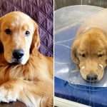 'last Resort' Antibiotic Saves Pet Dogs From Mysterious Illness