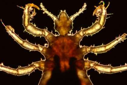 Lice Genes Offer Clues To Ancient Human History