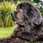 Life Prolonging Drugs For Large Dogs Are Closer To Reality