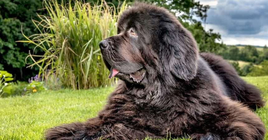 Life Prolonging Drugs For Large Dogs Are Closer To Reality