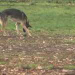 Mysterious Dog Respiratory Illness Spikes In Willamette Valley Kezi