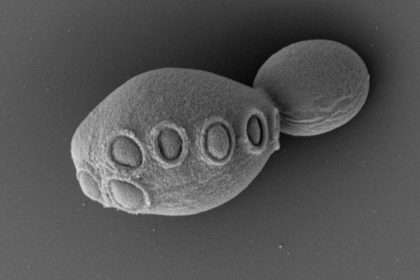 Revolution In Biology: Semisynthetic Yeast Genome Reveals New Horizons In