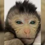 Scientists Create Chimeric Monkeys With Two Sets Of Dna