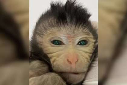 Scientists Create Chimeric Monkeys With Two Sets Of Dna
