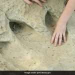 Scientists Discover New Species Of Dinosaur In Footprints In Brazil