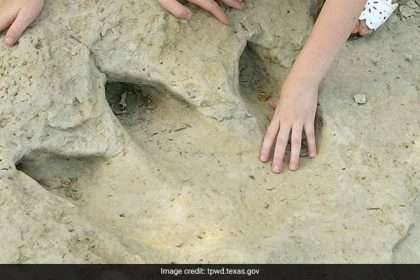 Scientists Discover New Species Of Dinosaur In Footprints In Brazil