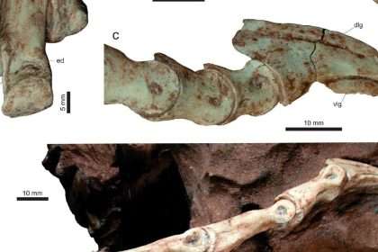 Scientists Identify New Species Of Dinosaur From Footprints In Brazil