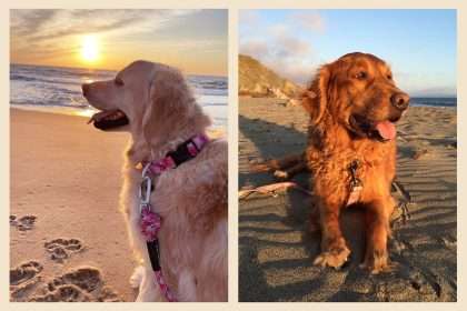 What Golden Retrievers Are Teaching Us About Cancer
