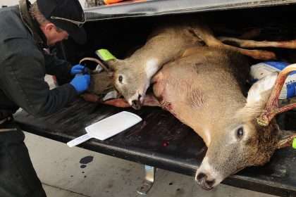 Scientists Are Concerned That Deer Disease 'zombie' Could Spread To