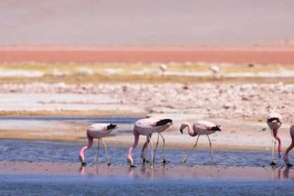 Bird Flu Outbreak In Argentina Kills 220 Flamingos