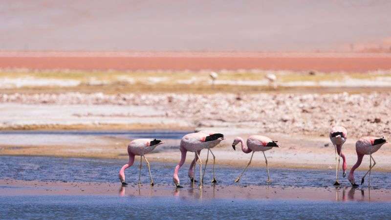 Bird Flu Outbreak In Argentina Kills 220 Flamingos
