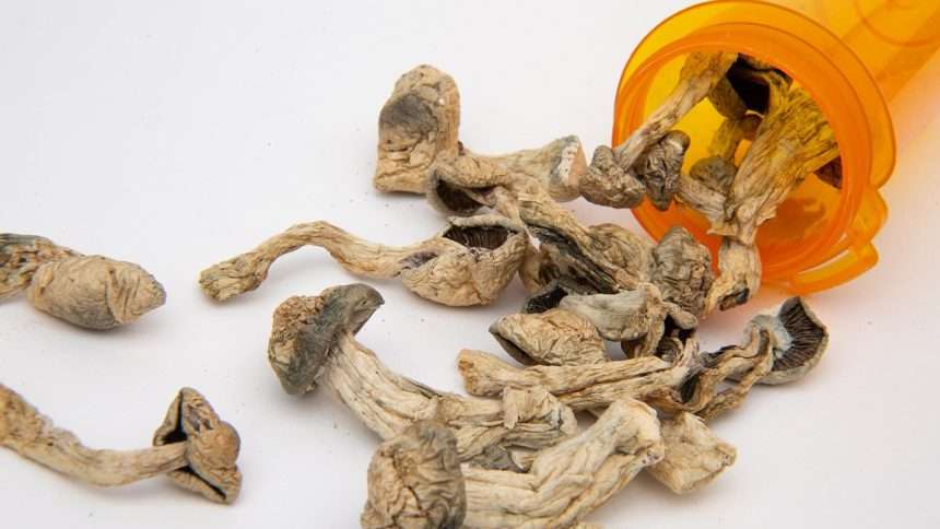 Can Magic Mushrooms Replace Oxycodone? Psychedelic Compounds May Help Treat