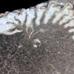 Ever Wanted To Curl Into A Ball? Fossils Show How