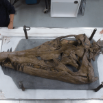 Exclusive: Giant Skull Of 150 Million Year Old 'sea Monster' Emerges From