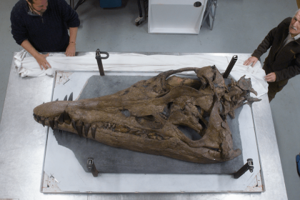 Exclusive: Giant Skull Of 150 Million Year Old 'sea Monster' Emerges From
