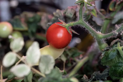 First Tomato Grown In Space Lost 8 Months Ago, Found