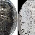 Fossil Mystery Solved, Ancient Turtle Species ``turtwig'' Discovered