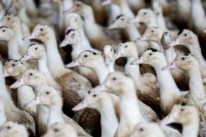 France On 'high Alert' Against Bird Flu After New Cases
