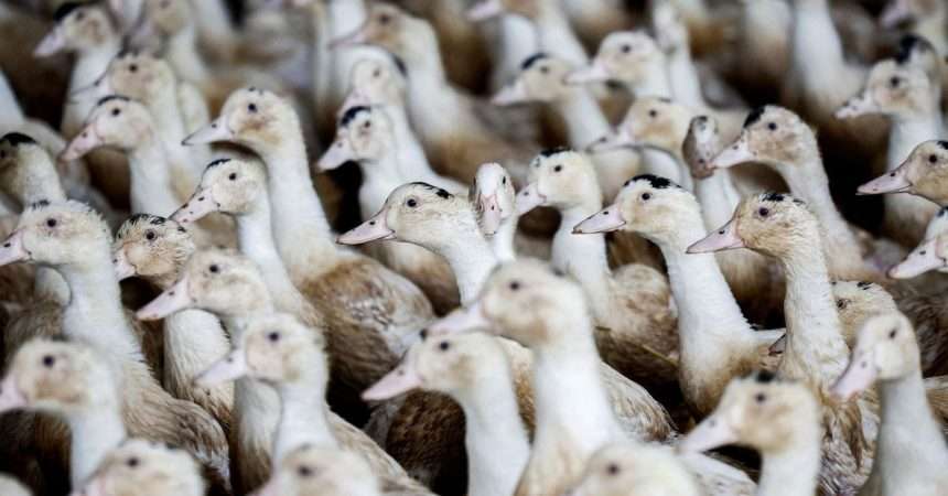 France On 'high Alert' Against Bird Flu After New Cases