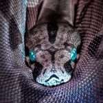 Largest Viper Snake On Record Discovered