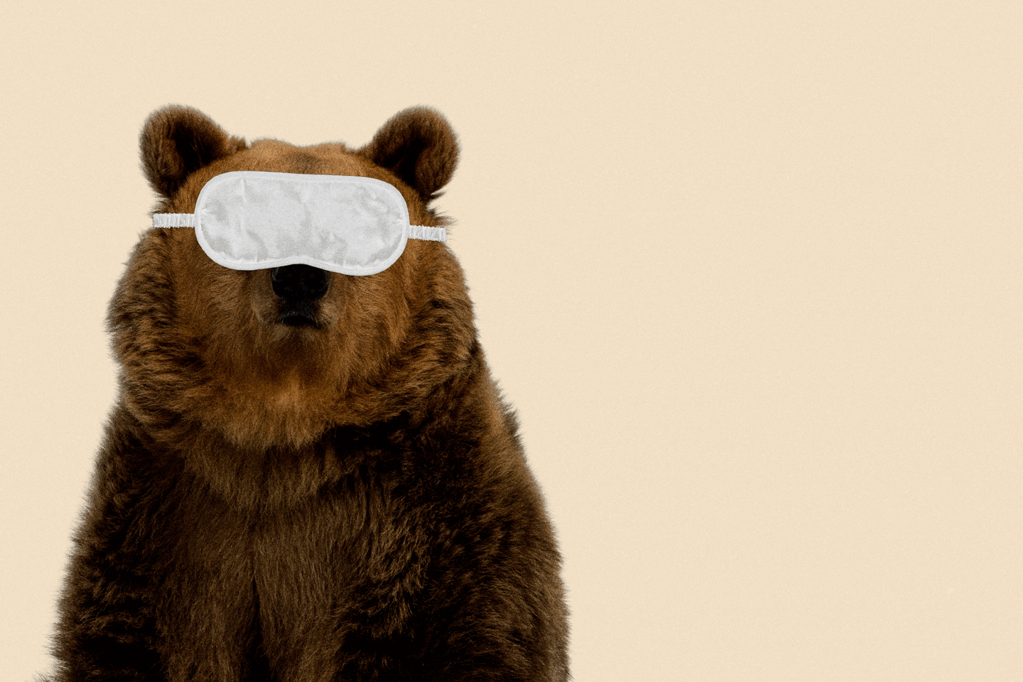 Learning How To Sleep Like A Bear Could Save Your