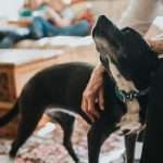 Living With Pets And Other People May Slow Cognitive Decline