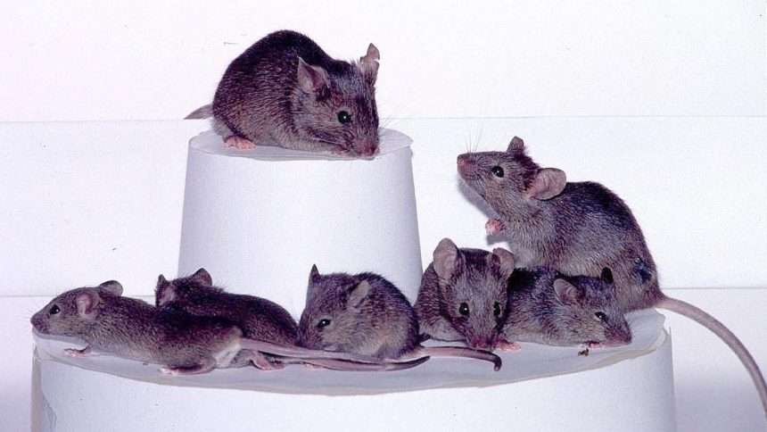 Mice Pass 'mirror Test', Suggesting They Recognize Themselves