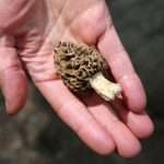 Morel Mushrooms Have Been Linked To Deadly Food Poisoning Outbreaks.