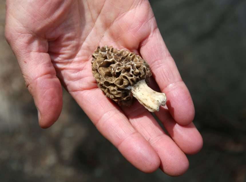 Morel Mushrooms Have Been Linked To Deadly Food Poisoning Outbreaks.
