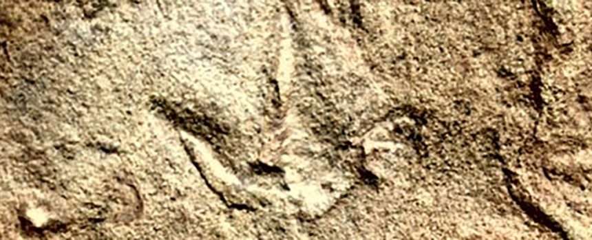 Mysterious Bird Like Footprints Discovered Before Birds Existed In Africa: Sciencealert