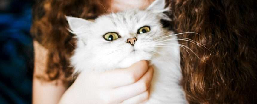 Mysterious Link Between Cat Ownership And Schizophrenia Is Real, Says