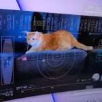 Nasa Streams Cat Videos From Deep Space