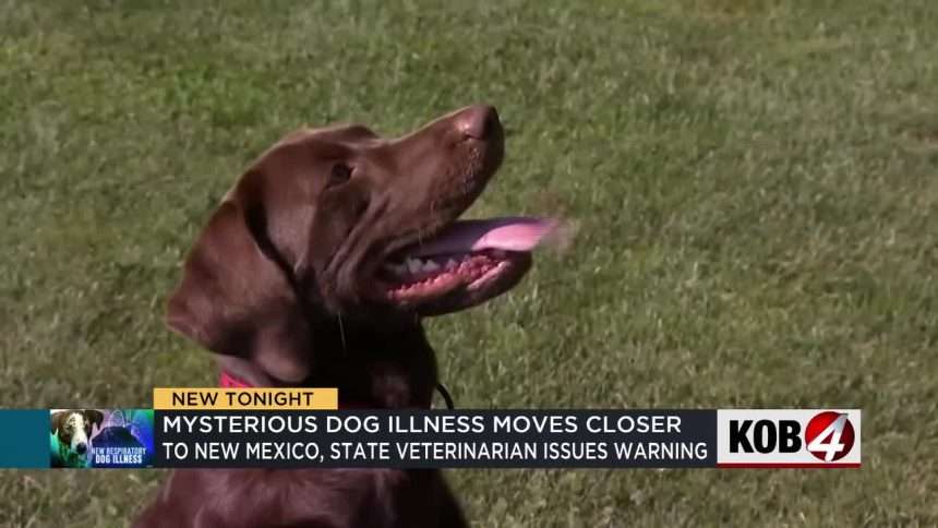 New Mexico Veterinarian Warns Dog Owners About Mysterious Disease Spreading