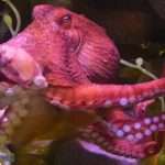 Octopus Dna Reveals That Antarctic Ice Sheet Collapse Is 'near'