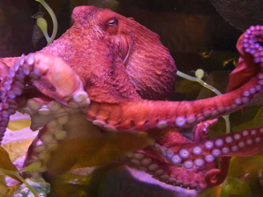 Octopus Dna Reveals That Antarctic Ice Sheet Collapse Is 'near'