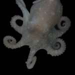 Octopus Helps Solve Long Standing Mystery Of West Antarctica's Demise