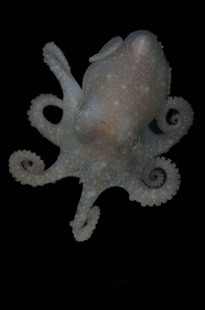 Octopus Helps Solve Long Standing Mystery Of West Antarctica's Demise