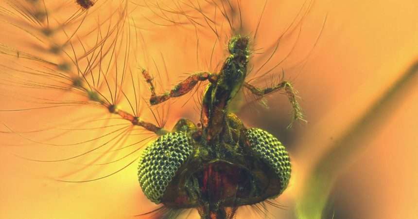 Oldest Mosquito Fossils Come With Blood Sucking Surprises