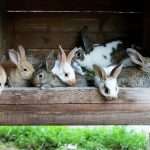 Rare Virus Wipes Out Rabbits At Bay Area Petting Zoo
