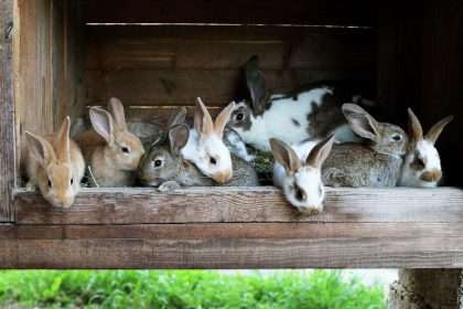 Rare Virus Wipes Out Rabbits At Bay Area Petting Zoo