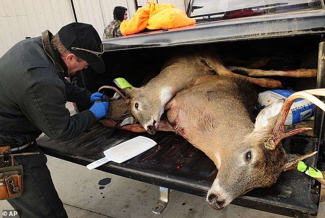 Scientists Are Concerned That Deer Disease 'zombie' Could Spread To
